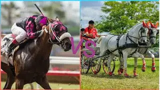 Teeth - horse racing vs Driving --Equestrian music video