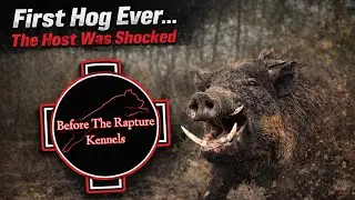 🧠 🐗First Hog Exposure | BTRK Dogs Show Natural Nerve & Control🐾🔥❤️
