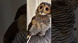 Bibib Sigma Owl 🥶🦉vs Bad Bald Eagle 😡🦅