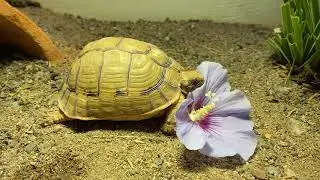 Testudo kleinmanni