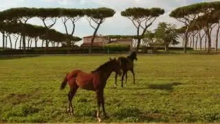 Guado al Tasso estate - Bolgheri