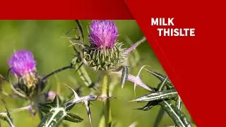 Milk Thistle | Vivion Your Premium Bulk Ingredients Supplier