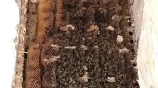 25 Year Old Honey Bee Colony Rescue/ Complete Cut Out!!!