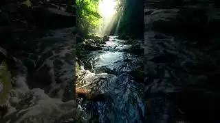 Deep Focus: Crystal Clear Forest River for Study & Zen #NatureASMR #WaterSounds #RelaxingNature #Zen