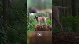 Meet the Presa Canario - Healthy Giant Dog with Easy Maintenance
