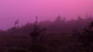 pink fog