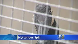 Wildlife Affected By Oil Spill