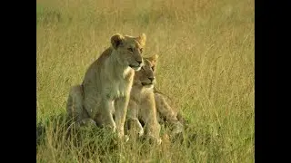 Governors Camp Maasai Mara Kenya / Travel vlog