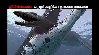 திமிங்கலம் பற்றி அறியாத உண்மைகள்  | Infinite Factz Tamil | Infinite Facts Tamil | #shorts