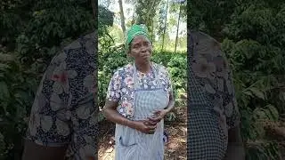 The magic of Bamboo wood Vinegar on Coffee in Kenya