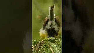 Relax with Peaceful Nature Sounds | Serene Vibration | Sound of the Forest
