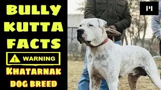 Bully Kutta Facts you should know before buying l Petsinfomania