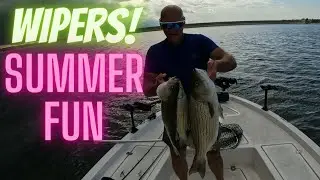 Wiper Limits Summer Fun Milford Lake Kansas Fishing