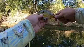 Fly Fishing Ward Creek