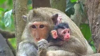 Newborn Baby Monkey Relaxing Playing  And Happy Animal Live #HM617