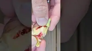 You CAN grow figs in Chicago