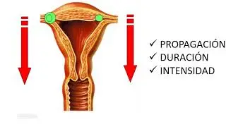 LIDA CELIS| Triple gradiente descendente en obstetricia. Tip: Formaci&oacute;n del segmento inferior