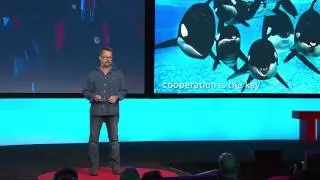 Killer whale society | Scott Gass