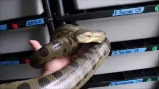 Juggernaut Reptiles Snake Room Tour