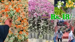500+ Thai Varieties|| Bougainvillea Flower Plant Supplier All India || Wholesale Nursery Kolkata
