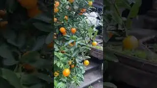 Small oranges 🍊 ￼