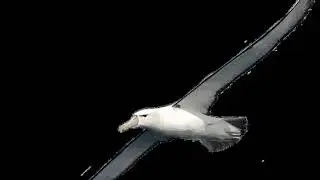 Albatross PNGs