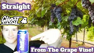 Ghost Welch's Grape🍇 #shorts #funny #gaming #youtubeshorts #comedy #short #fyp #trending #viralvideo