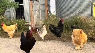 Just chickens doing their thing #creatorinsights #urbanfarming #chickens  #freerangechickens 