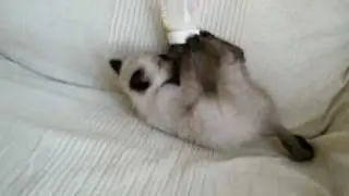El gato de Pedro Manuel bebe del biberón solo