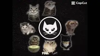 BEST CATS#bestcats#cats#share#sub#like