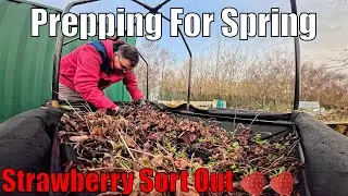 Strawberry Sort Out | Easy Allotment Jobs | Prepping for Spring