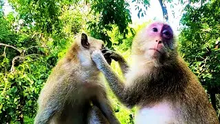 A Monkey Family Always Live in Peace, So Beautiful and Funny Daily Lifestyle, Animals in Forest