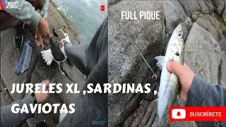 FRENESI DE JURELES  EN MEDIO DEL CARDUMEN