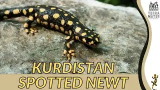 The KURDISTAN SPOTTED NEWT: Description, Habitat, and More! (Neurergus derjugini)