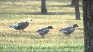 Snow Goose (Blue Morph)