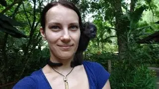 Baby orphan monkey cuddles
