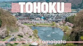 Cherry blossom in Tohoku 🇯🇵 EP. 2 | Yamagta, Kajo park, Tendo park