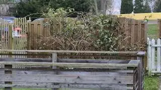 Indigo Bunting in Tj&aelig;reby, Denmark