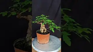 Bonsai pruning yellow vitex bonsai material#bonsai#bonsaimaterial #bonsai