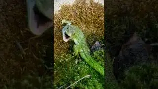 ramarro