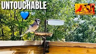 BJ Flies Through After the Raid on Deck | Untouchable Ft. Nemesis, Sparrows