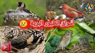معانات الطبيعة من تصرفات هوات الطيور 🐦🕊️🦜🐤