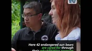 SZtv Wildlife Feature: Sun Bear