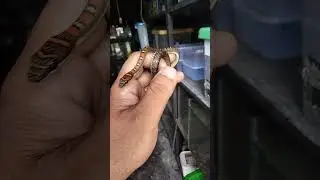 CHRYSOPELEA PELIAS/FLYING SNAKE !! #pets #minizoo #flyingsnake #reptile #colubridae #peliharaan #fyp