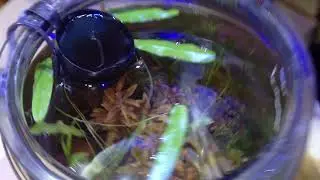 Nano Acuario de 7 litros o 2 galones