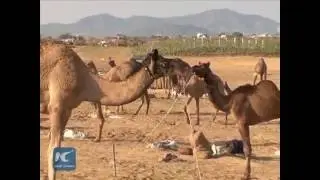 India's cattle fair - the Pushkar Fair