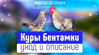 Бентамки уход и описание, из практики