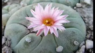 PEYOTE (Tlacuilo Arreola - Sesto Sole)