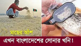 বাংলাদেশে সোনার খনি এখন মাছের আঁশ !! ২০০ কোটি টাকার বেশি রফতানি! Bangladesh is Exporting Fish Scales