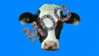 Crazy Cow Therapist